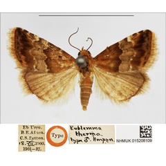 /filer/webapps/moths/media/images/T/therma_Eublemma_HT_NHMUK.jpg