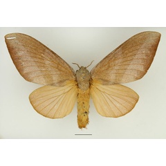 /filer/webapps/moths/media/images/P/philargyria_Pachytrina_AF_Basquin_01.jpg