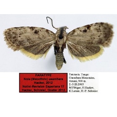 /filer/webapps/moths/media/images/U/usambara_Nola_PT_Aulombard.jpg