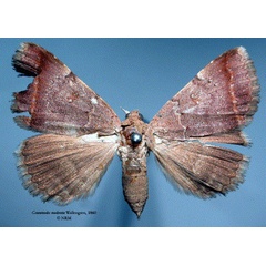 /filer/webapps/moths/media/images/M/moderata_Grammodes_HT_SNHM_01.jpg