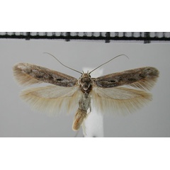 /filer/webapps/moths/media/images/V/vogelfederbergensis_Scythris_HT_NMNW.jpg