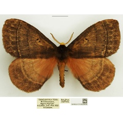 /filer/webapps/moths/media/images/R/rhodoptera_Rhodopteriana_AM_NHMUK.jpg