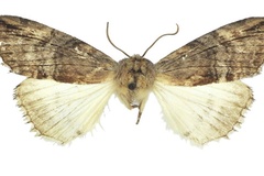 Aethiopsestis echinata