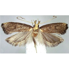 /filer/webapps/moths/media/images/T/thikaensis_Corymbus_PTF_NHMUK.jpg