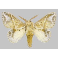 /filer/webapps/moths/media/images/W/witti_Eucraera_PTM_ZSM.jpg