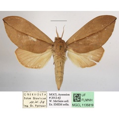 /filer/webapps/moths/media/images/E/exusta_Brachychira_A_MGCLa_03.JPG