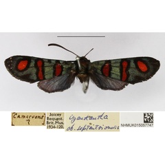 /filer/webapps/moths/media/images/S/septentrionalis_Arniocera_A_NHMUK_02.jpg
