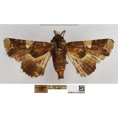 /filer/webapps/moths/media/images/V/vadoni_Eutelia_AM_NHMUK.jpg