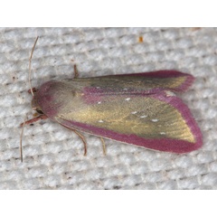 /filer/webapps/moths/media/images/A/albisticta_Timora_A_Heynsa.jpg