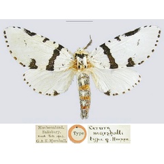 /filer/webapps/moths/media/images/M/marshalli_Cerura_LTF_NHMUK.jpg