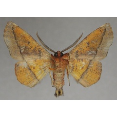 /filer/webapps/moths/media/images/P/percnopus_Euexia_AM_ZSM_01b.jpg