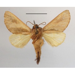 /filer/webapps/moths/media/images/F/fuscinota_Scalmicauda_A_MGCLb_01.JPG