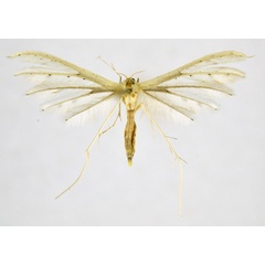 /filer/webapps/moths/media/images/A/albidus_Pterophorus_A_NHMO_01.jpg