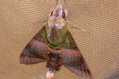 Atemnora westermannii