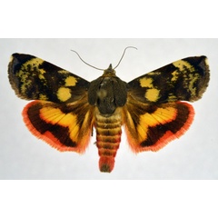 /filer/webapps/moths/media/images/O/occidentalium_Hyblaea_AM_NHMO.jpg