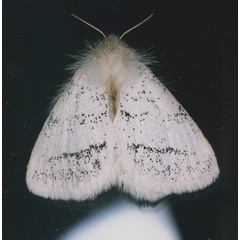 /filer/webapps/moths/media/images/I/incana_Phiala_A_Roland_01_DcHd76c.jpg