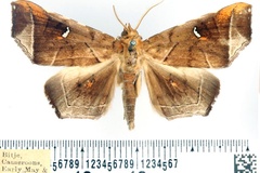 Episparis penetrata