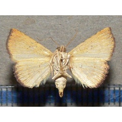/filer/webapps/moths/media/images/C/carneotincta_Eublemma_A_Goffb_01.jpg