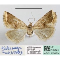 /filer/webapps/moths/media/images/S/subtilimba_Acontiola_A_MGCLa_01.JPG