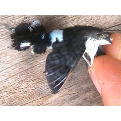 /filer/webapps/moths/media/images/A/alterhirundo_Leucostrophus_A_Guyonnet.jpg