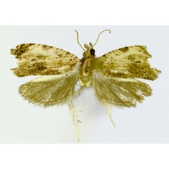 /filer/webapps/moths/media/images/D/digitiphora_Sycacantha_HT_ZMJU.jpg