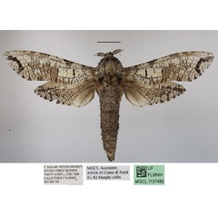 /filer/webapps/moths/media/images/M/moderata_Strigocossus_A_MGCLa_02_VZjpHMJ.JPG