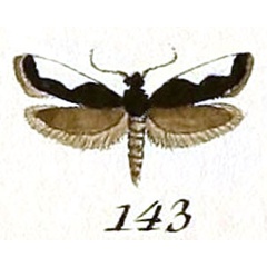 /filer/webapps/moths/media/images/M/monachella_Monopis_Hubner.jpg