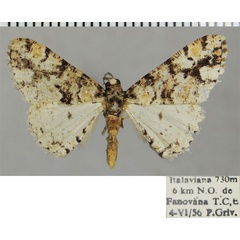 /filer/webapps/moths/media/images/D/dribraria_Ectropis_AM_ZSMa.jpg