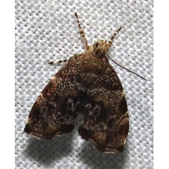 /filer/webapps/moths/media/images/D/dryodora_Choreutis_A_Braun_1.jpg
