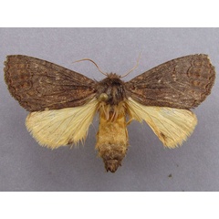 /filer/webapps/moths/media/images/B/bicolor_Sarimarais_A_Baron_01.jpg