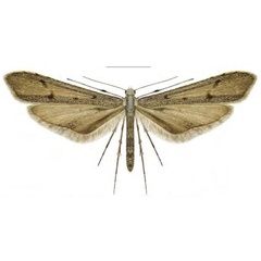 /filer/webapps/moths/media/images/S/surkovae_Agdistis_HT_ZINb.jpg