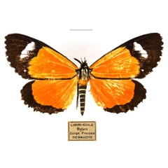 /filer/webapps/moths/media/images/S/similis_Phaegorista_AM_RBINS_01.jpg