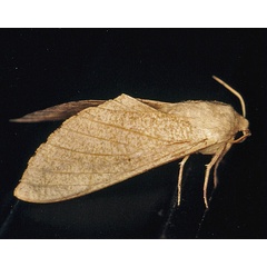 /filer/webapps/moths/media/images/O/oberprieleri_Neoclanis_A_Roland_03.jpg