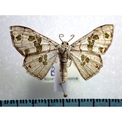 /filer/webapps/moths/media/images/C/callibotrys_Antitrygodes_A_Revell_01.jpg