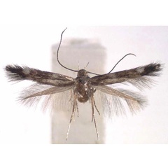 /filer/webapps/moths/media/images/P/planca_Elachista_HT_RMCA.jpg