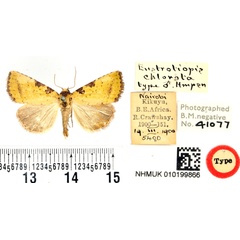 /filer/webapps/moths/media/images/C/chlorota_Eustrotiopis_HT_BMNH.jpg