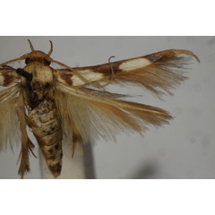 /filer/webapps/moths/media/images/M/maculata_Stathmopoda_HT_BMNH.jpg