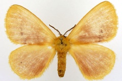 Stenoglene rosea