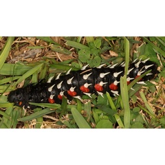 /filer/webapps/moths/media/images/A/alcinoe_Bunaea_C_Heyns_01.jpg