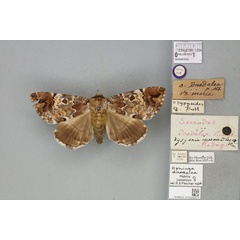 /filer/webapps/moths/media/images/D/daedalea_Ophiusa_LTF_BMNHa.jpg