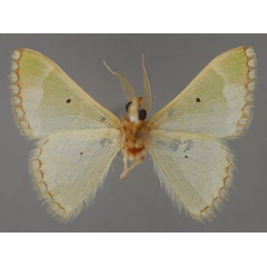 /filer/webapps/moths/media/images/M/minor_Microbaena_HT_ZSM_02.jpg