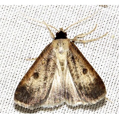 /filer/webapps/moths/media/images/H/homogyna_Tathorhynchus_A_Braun_13.jpg