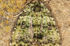 Iambia melanochlora