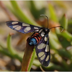 /filer/webapps/moths/media/images/C/cerbera_Amata_A_Heyns_01.JPG