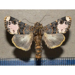 /filer/webapps/moths/media/images/F/florifera_Polytelodes_A_Goff_02.jpg