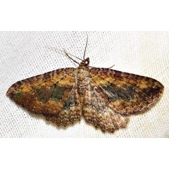 /filer/webapps/moths/media/images/O/obscurata_obscurata_Horisme_A_Braun_04.jpg