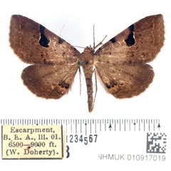 /filer/webapps/moths/media/images/N/nubilata_Rhesala_AM_BMNH_01.jpg