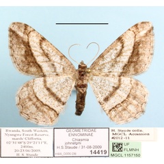 /filer/webapps/moths/media/images/J/johnstoni_Chiasmia_A_MGCLa_01.jpg