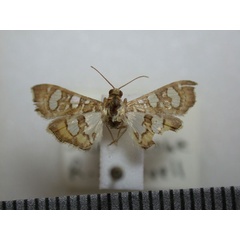 /filer/webapps/moths/media/images/F/flavibrunnea_Glyphodella_A_Revell_cJWrBGs.jpg