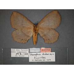 /filer/webapps/moths/media/images/S/shabae_Stenoglene_AT_RMCA_02.jpg